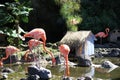 Flamingos and the Gang