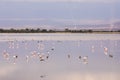 Flamingos gathering in a smooth lake in Amboseli Nationalpark