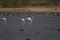 Flamingos geese and other winter migratory birds and ducks in a wetland in western Indian state of Gujarat