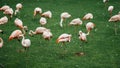 Flamingos group on green grass Royalty Free Stock Photo