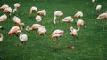Flamingos group on green grass