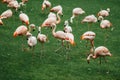 Flamingos group on green grass background