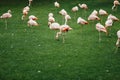 Flamingos group on green grass background Royalty Free Stock Photo