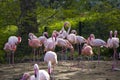 Flamingos group on the nature background, Berlin zoo. Wild life animal life. Large group of flamingos