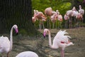 Flamingos group on the nature background, Berlin zoo. Wild life animal life. Large group of flamingos