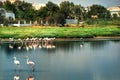 Flamingos group in the nature.