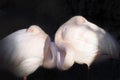 Flamingos with heads tucked in sleeping Royalty Free Stock Photo