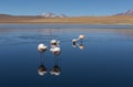 Flamingos in Hedionda Lagoon, Uyuni, Bolivia