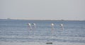 Flamingos hunting at beach Royalty Free Stock Photo