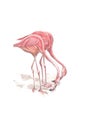 Flamingos illustration