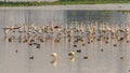 Flamingos with its heads in alert mode