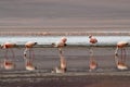 Flamingos