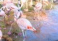 Flamingo at Jersey Wildlife trust