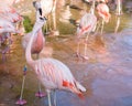 Flamingo at Jersey Wildlife trust