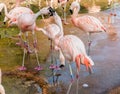 Flamingo at Jersey Wildlife trust