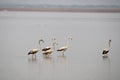 Flamingos in Krishna River Near Bagalkot