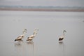 Flamingos in Krishna River Near Bagalkot