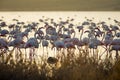 Flamingos at lagoon Fuente de Piedra