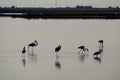 Flamingos silhouettes - Messolonghi, Greece