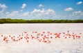Flamingos at a lagoon Rio Lagartos, Yucatan, Mexico