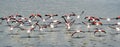 Flamingos in Laguna in Atacama desert, Chile Royalty Free Stock Photo