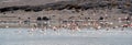 Flamingos in Laguna in Atacama desert, Chile Royalty Free Stock Photo