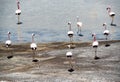 Flamingos in Laguna in Atacama desert, Chile Royalty Free Stock Photo