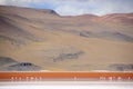 Flamingos in the Laguna Colorada Royalty Free Stock Photo