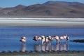 Flamingos at Laguna Colorada. Eduardo Avaroa Andean Fauna National Reserve. Bolivia Royalty Free Stock Photo