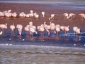 Flamingos in the Laguna Colorada