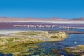 Flamingos at Laguna Colorada Red Lagoon, Bolivia Royalty Free Stock Photo