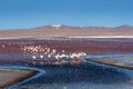 Flamingos at Laguna Colorada Red Lagoon, Bolivia Royalty Free Stock Photo