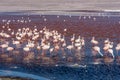 Flamingos at Laguna Colorada Red Lagoon, Bolivia