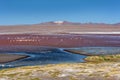 Flamingos at Laguna Colorada Red Lagoon, Bolivia Royalty Free Stock Photo