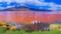 Flamingos in Laguna Colorada , Uyuni, Bolivia