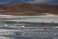 Flamingos on Laguna Hedionda