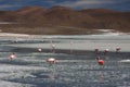 Flamingos on Laguna Hedionda Royalty Free Stock Photo