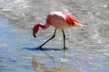 Laguna Hedionda, Bolivia, South America