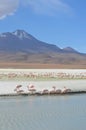 Flamingos on Laguna Hedionda, in the Reserva Nacional Eduardo Avaroa, Bolivia