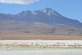 Flamingos on Laguna Hedionda, in the Reserva Nacional Eduardo Avaroa, Bolivia