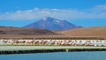 Flamingos on Laguna Hedionda, in the Reserva Nacional Eduardo Avaroa, Bolivia