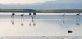 Flamingos birds at the salt lake, Larnaca, Cyprus Royalty Free Stock Photo