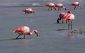 Flamingos on lake in andes mountain, Bolivia Royalty Free Stock Photo