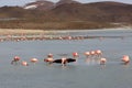 Flamingos on lake in andes mountain, Bolivia Royalty Free Stock Photo