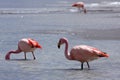 Flamingos on lake in andes mountain, Bolivia Royalty Free Stock Photo