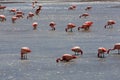 Flamingos on lake in andes mountain, Bolivia Royalty Free Stock Photo