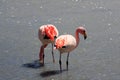 Flamingos on lake in andes mountain, Bolivia Royalty Free Stock Photo