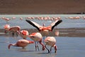 Flamingos on lake in andes mountain, Bolivia Royalty Free Stock Photo