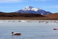 Flamingos on lake in andes mountain, Bolivia Royalty Free Stock Photo
