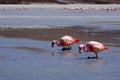 Flamingos on lake in andes mountain, Bolivia Royalty Free Stock Photo